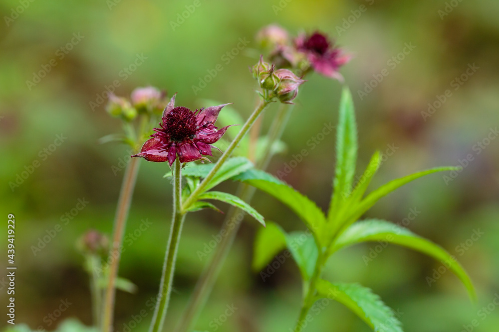 Comarum palustre. Inflorescence of marsh cinquefoil. Medicinal plant in the wild Comarum palustre. Inflorescence of marsh cinquefoil. Medicinal plant in the wild