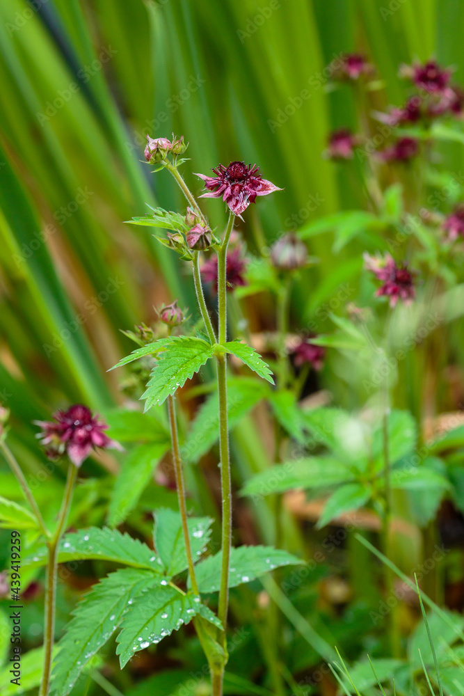 Comarum palustre. Inflorescence of marsh cinquefoil. Medicinal plant in the wild Comarum palustre. Inflorescence of marsh cinquefoil. Medicinal plant in the wild