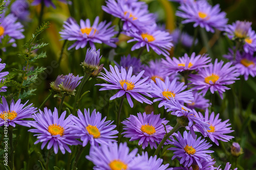 Alpine Aster  Aster alpinus  . Decorative garden plant with purple flowers. Beautiful perennial plant for rock garden.