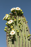 Saguaro cactus with unusual side blooms in the Sonoran Desert of Arizona, USA.