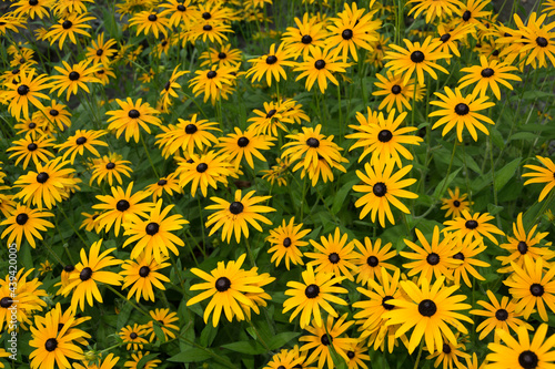 Yellow flowers background. Black-Eye Susan