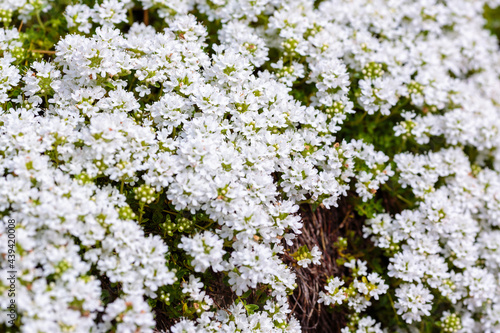Canvas Print Thymus serpyllum, known by the common names of White breckland thyme, creeping t
