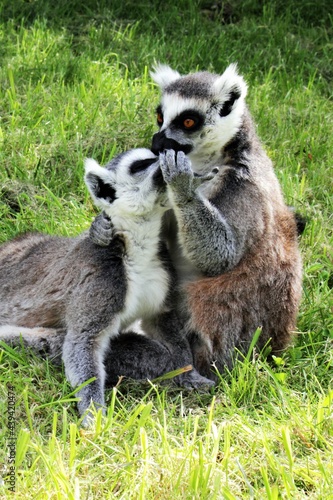 Mother lemur with her baby