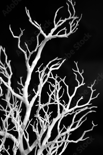 snowcovered branch white frost decorated black background