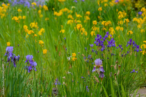 Flowering Swamp Sword Lily, Iris pseudacorus. Yellow iris in natural background