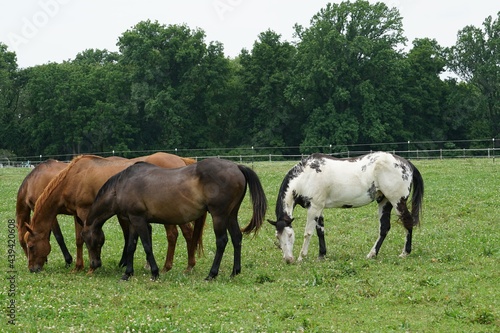 herd of horses grazing in a field © Vito Natale NJ USA