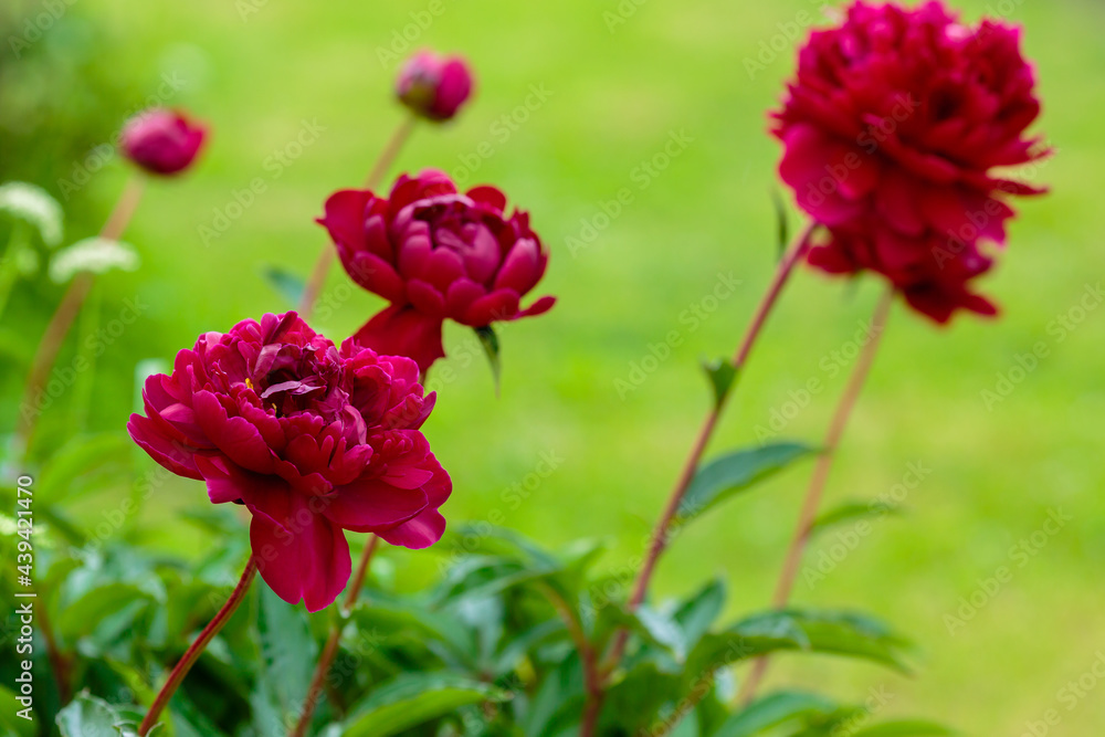 Blooming red peony on a natural background. Peony Bush with buds in the garden. Blooming red peony on a natural background. Peony Bush with buds in the garden.