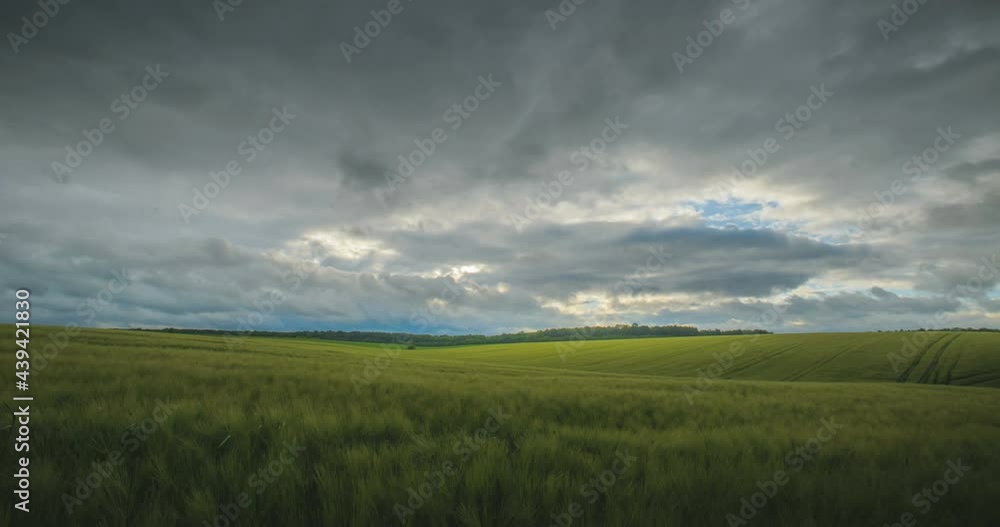Sunbeams breaking through storm clouds over a bright field of wheat. Sunbeams breaking through storm clouds over a bright field of wheat.