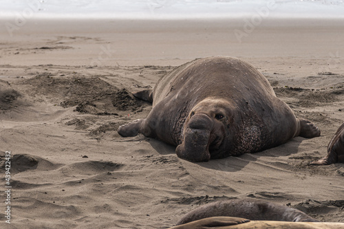 San Simeon, CA, USA - February 12, 2014: Elephant Seal Vista point. Facial closeup of resting heavy dark brown male on beige sand.