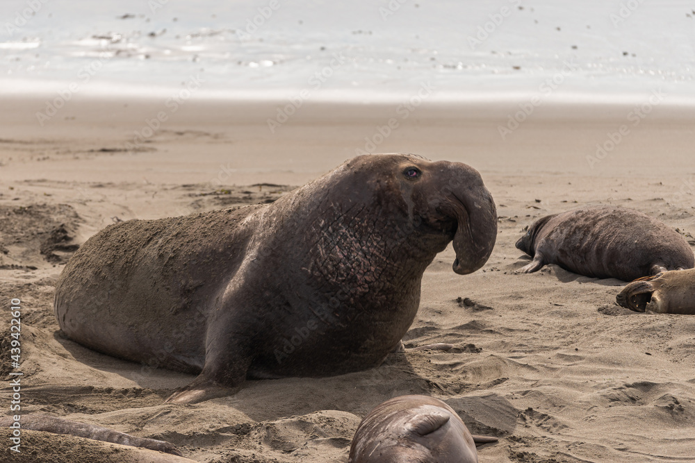 Fototapeta premium San Simeon, CA, USA - February 12, 2014: Elephant Seal Vista point. Closeup of large brown male raising its head on beige sand with silver water in back. Other seals around.