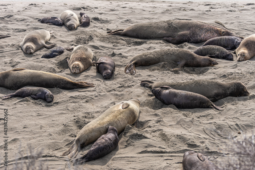 Fototapeta premium San Simeon, CA, USA - February 12, 2014: Elephant Seal Vista point. Group of mothers and young resting on beige sand.