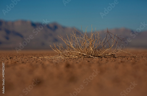A dry dead plant in drought conditions
