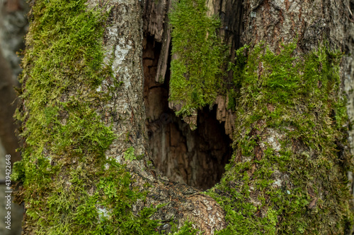 Hollow tree close-up, animal lives, nature photography.