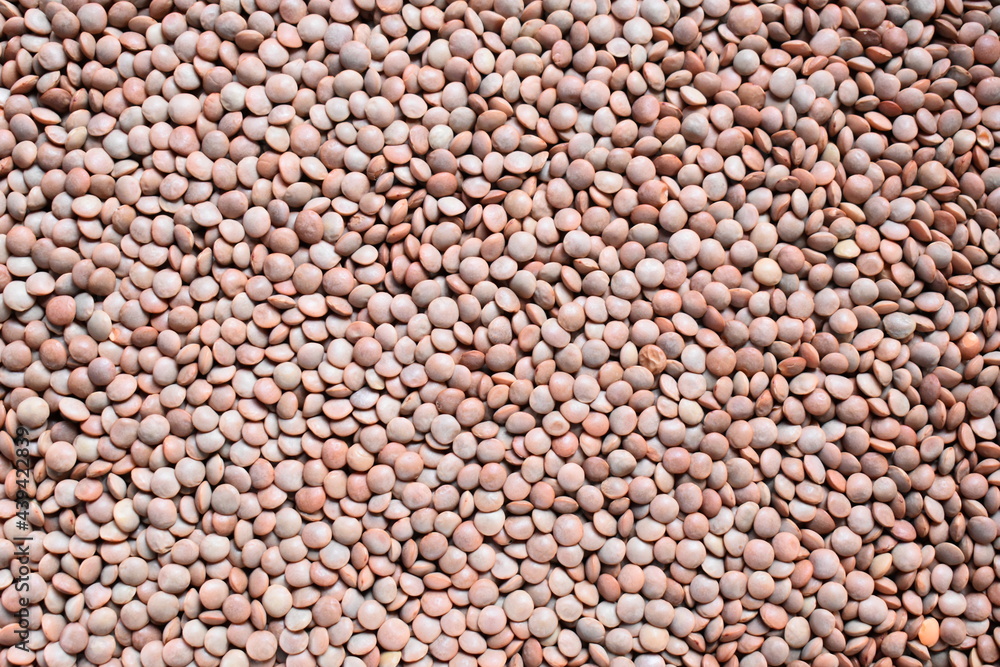 Whole dried brown Masoor lentil Whole dried brown Masoor lentil