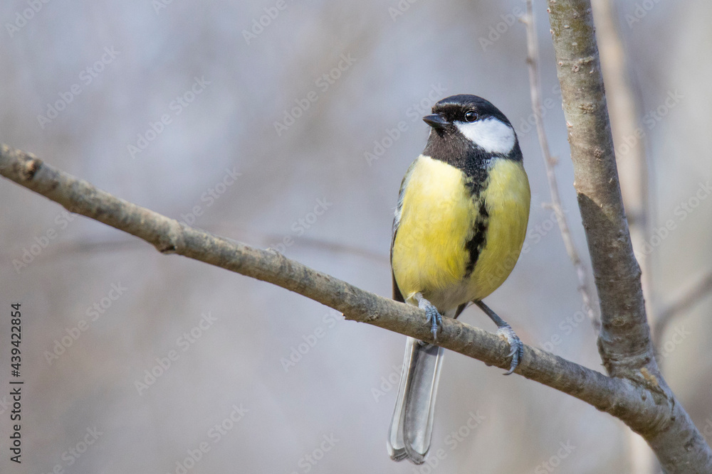small great tit on the tree branche in winter small great tit on the tree branche in winter