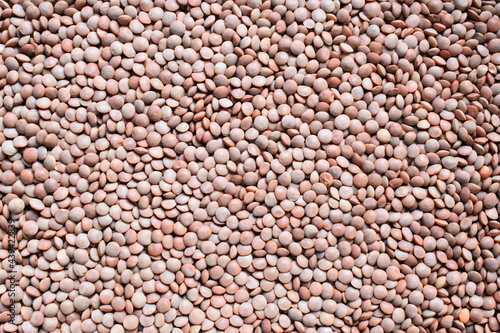 Whole dried brown Masoor lentil