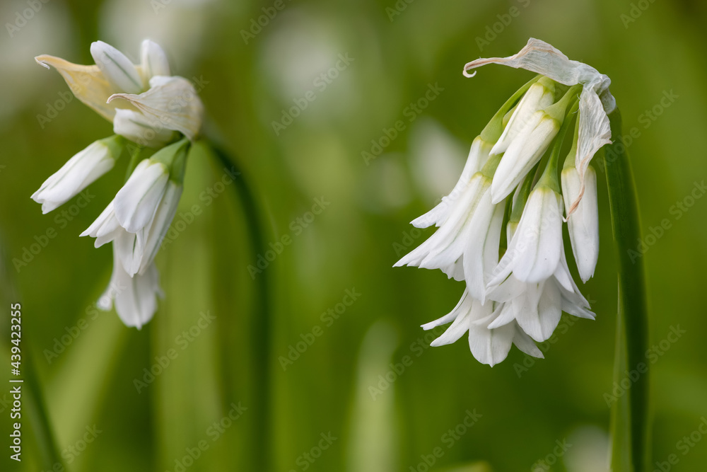 Three cornered leek (allium triquetrum) flower Three cornered leek (allium triquetrum) flower