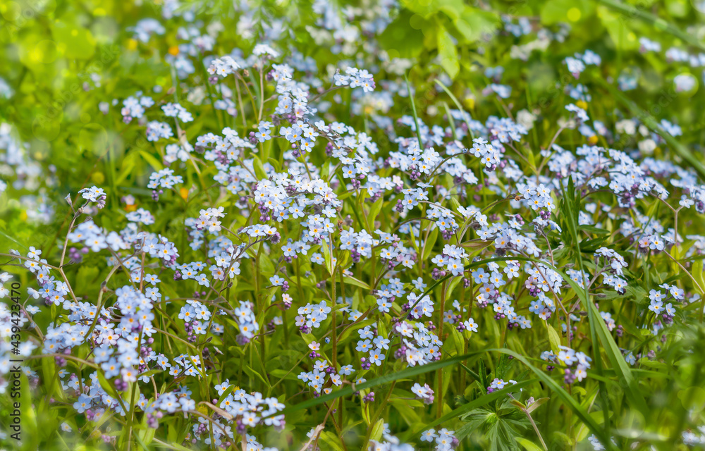 Wild forest flowers - forget-me-nots. Wild forest flowers - forget-me-nots.