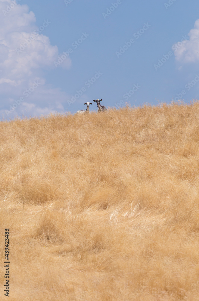 Obraz premium Domestic goats grazing yellow pastures