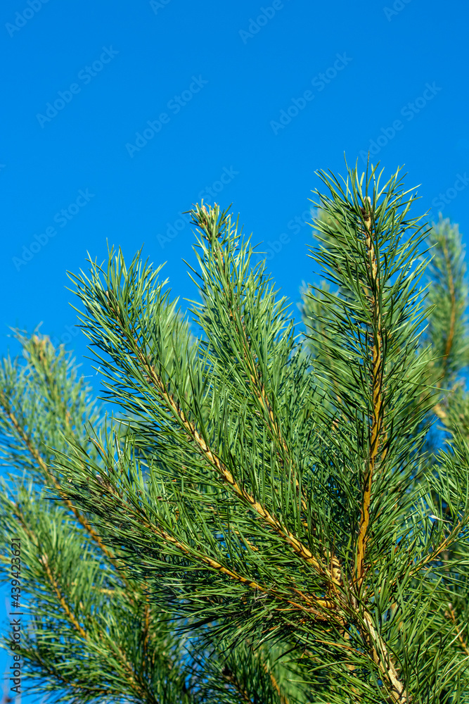 Branch with green needles, coniferous tree, photo close-up. Branch with green needles, coniferous tree, photo close-up.
