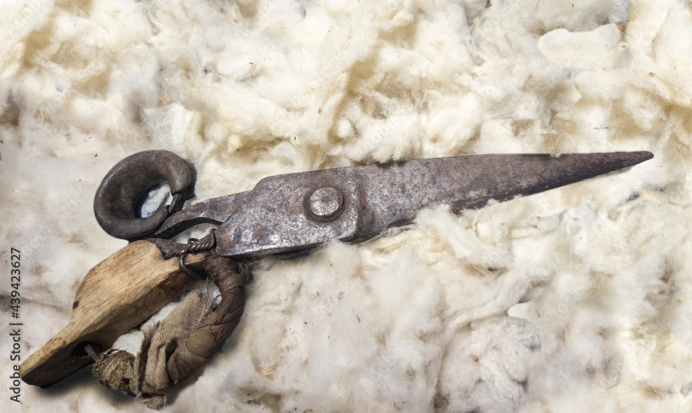 Obraz premium Old Shearing scisors