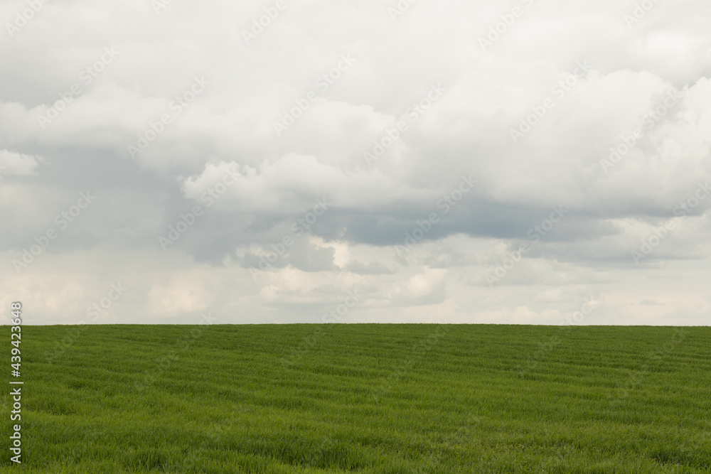 green field and cloudy sky