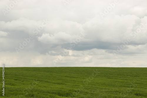 green field and cloudy sky © Konrad