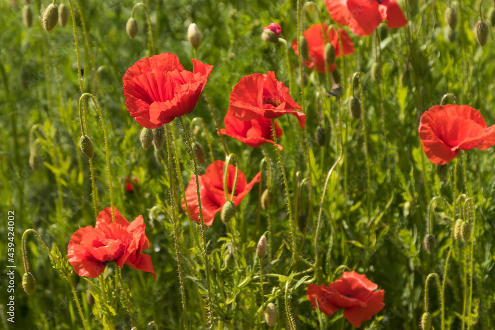 Naklejka premium Red poppies