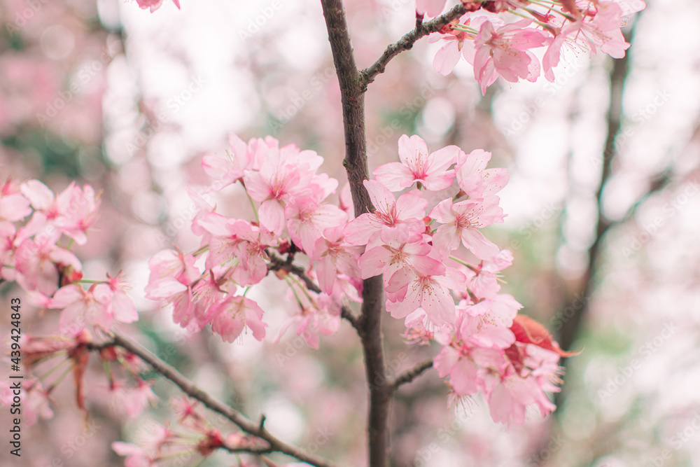 blooming sakura in a japanese garden