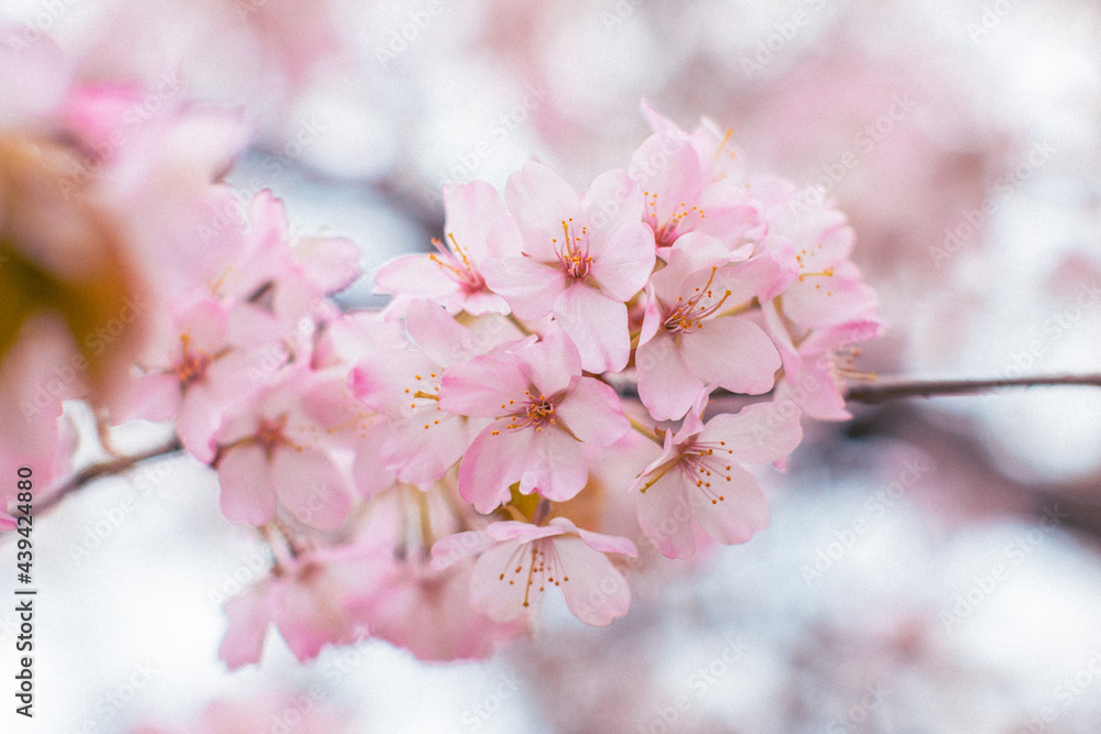 blooming sakura in a japanese garden