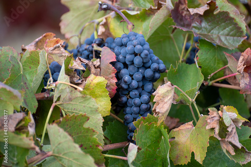 Colorful leaves and ripe black grapes on terraced vineyards of Douro river valley near Pinhao in autumn, Portugal photo