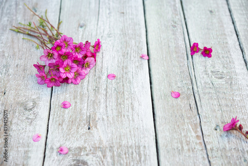 Wildflowers. Spring flowers. Saxifraga Pink flowers. Vintage floral background. Copy space