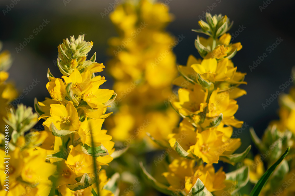 Spires of Yellow Flowers