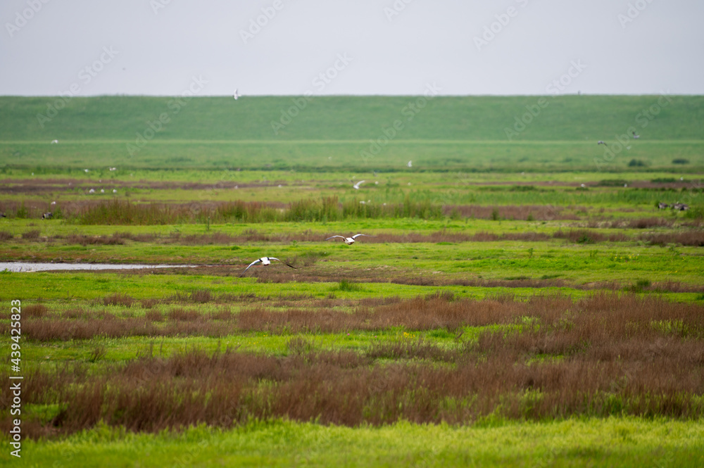View from observation post on nature reserve area for birds protection in Zeeland, Netherlands