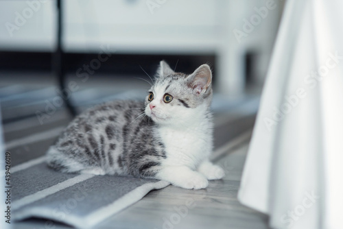 Cute gray kitten sits on the floor indoors near chair.