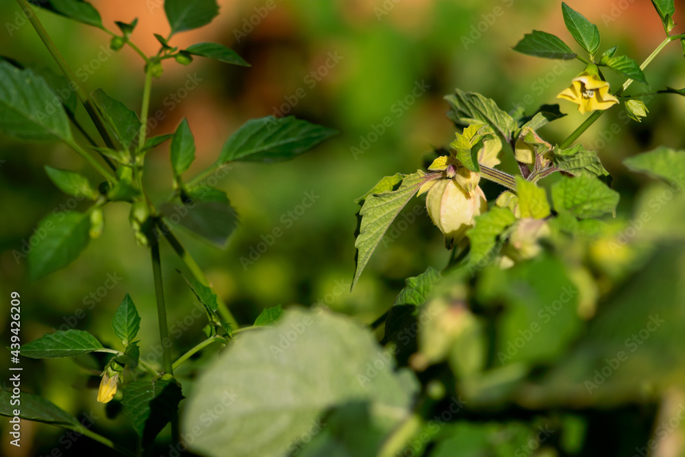 Ground Cherry Fruit Ground Cherry Fruit
