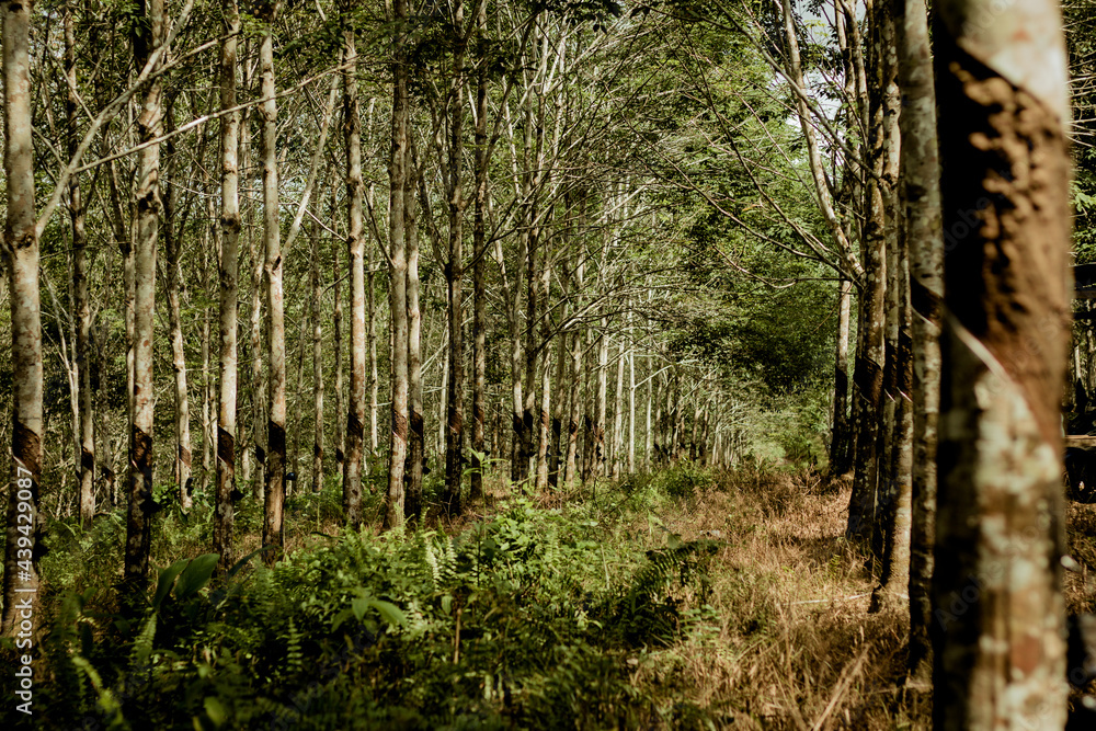 Fototapeta premium Rubber plantation in Kalimantan