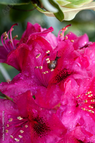 Obraz na płótnie Snail on a pink rhododendron flower w salonie