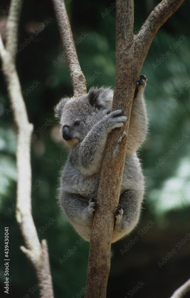 Naklejka premium View of an adult Koala, sitting in the fork of a tree