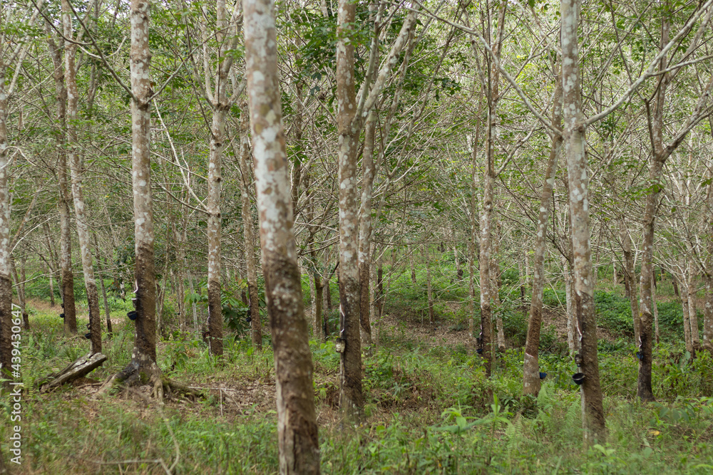 Fototapeta premium Rubber plantation in Kalimantan