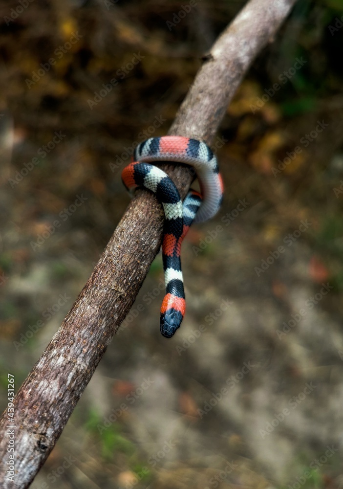 snack, Cobra coral, perigo, danger, beautful, lindo snack, Cobra coral, perigo, danger, beautful, lindo