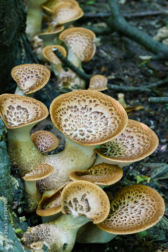 Cerioporus squamosus aka Polyporus squamosus is a basidiomycete bracket fungus, with common names including dryad's saddle and pheasant's back mushroom photo