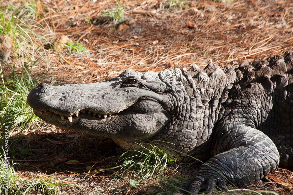 Fototapeta premium Alligator outdoors in the sunshine