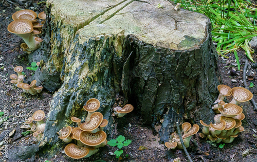 Cerioporus squamosus aka Polyporus squamosus is a basidiomycete bracket fungus, with common names including dryad's saddle and pheasant's back mushroom © Martin