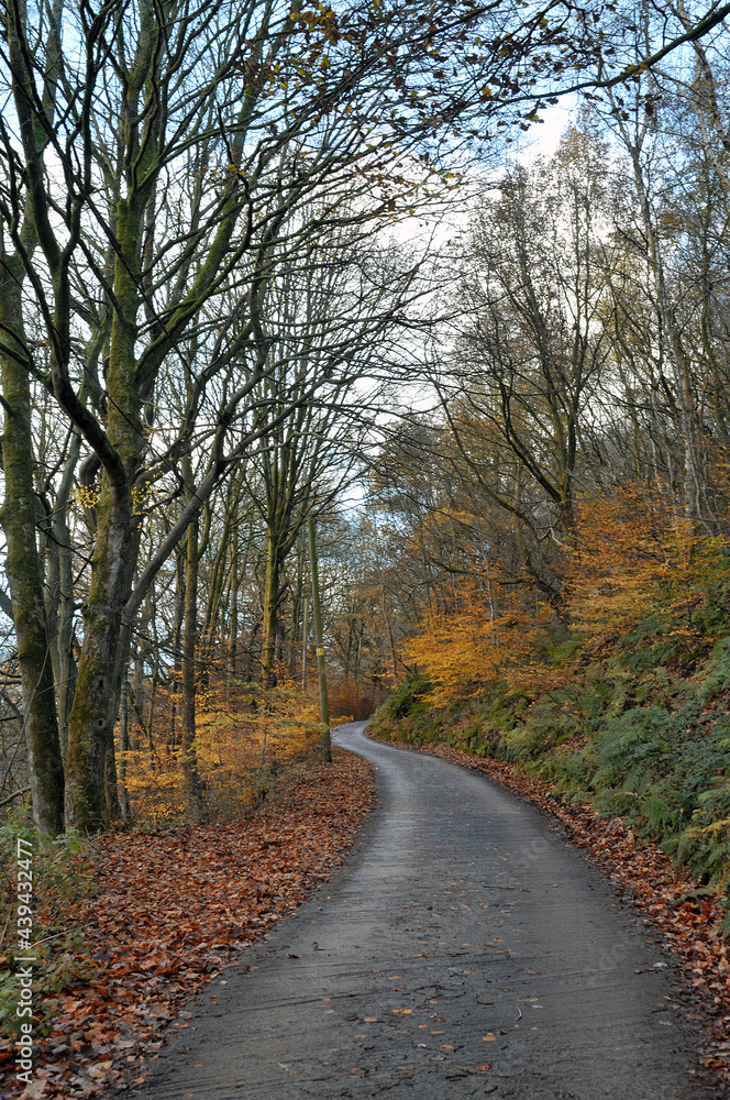 a narrow winding narrow lane surrounded by autumn trees and fallen leaves a narrow winding narrow lane surrounded by autumn trees and fallen leaves