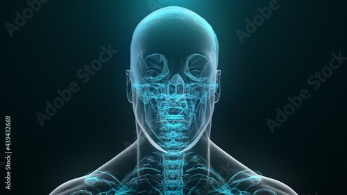 Translucent 3d render skull and humerus on digital surface. Full anatomical scan upper skeleton. Digital reconstruction of artificial intelligence visuals with futuristic design. photo