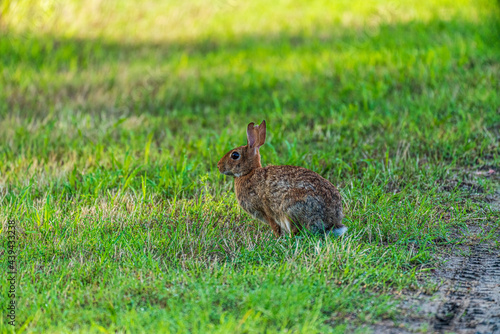 rabbit in the grass © Gerard