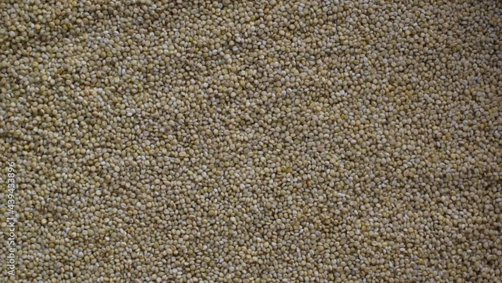 Raw whole dried Brown top millet cereal grains Raw whole dried Brown top millet cereal grains