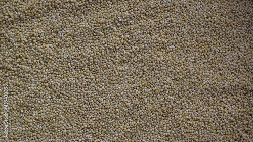 Raw whole dried Brown top millet cereal grains photo