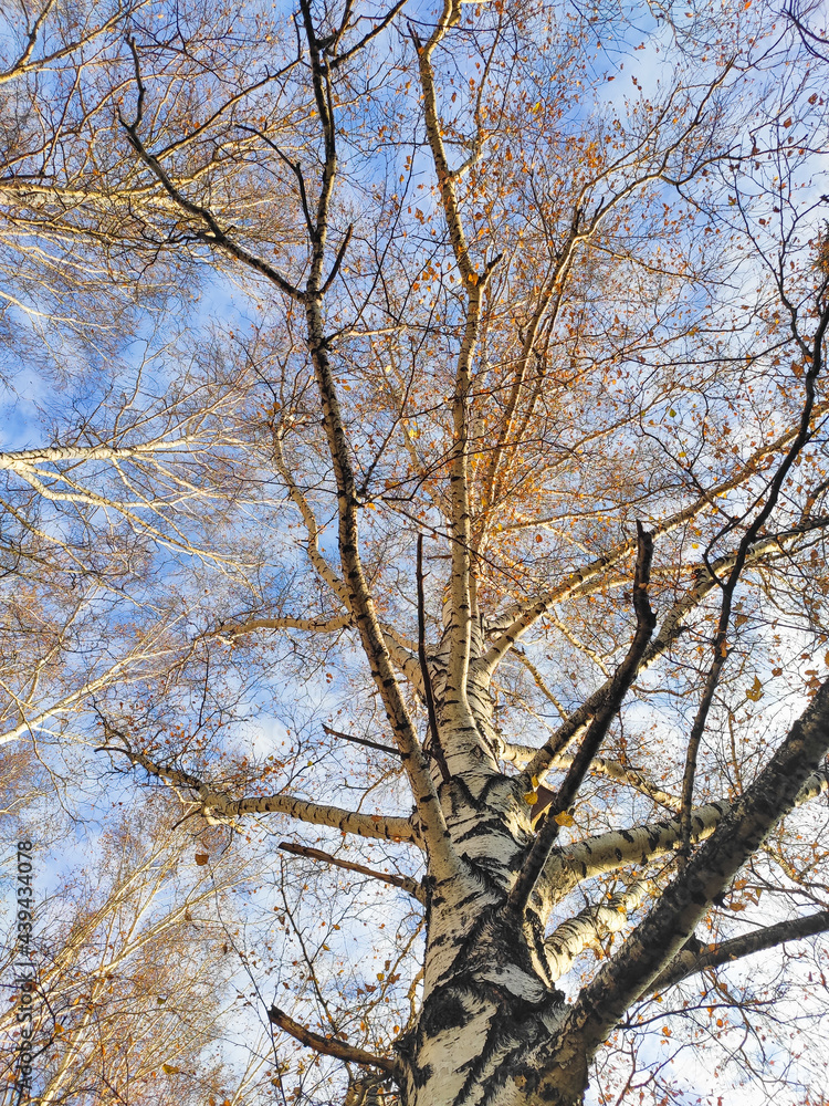 blue sky with clouds and tree branches in autumn blue sky with clouds and tree branches in autumn